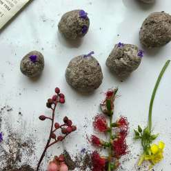 Seed Bombs: 2/21/17