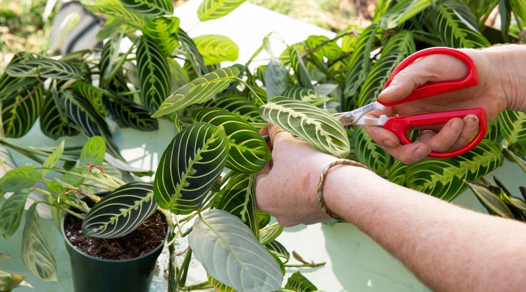 Plant Talk with the Tender Gardener: Repotting and Propagation of Houseplants