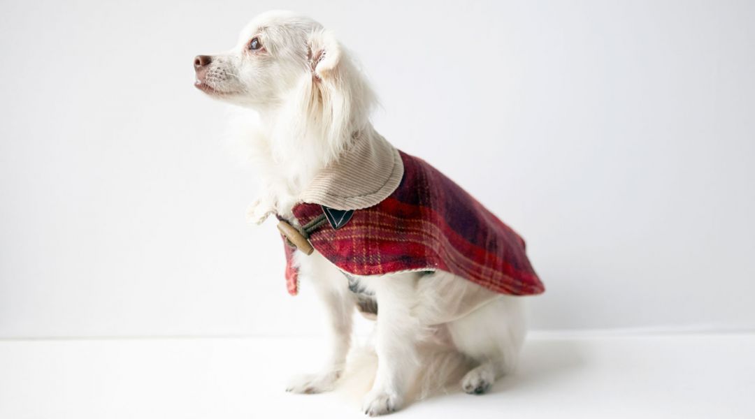 Simplicity Sewing: Make a Dog Coat