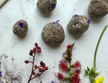 Seed Bombs: 2/21/17