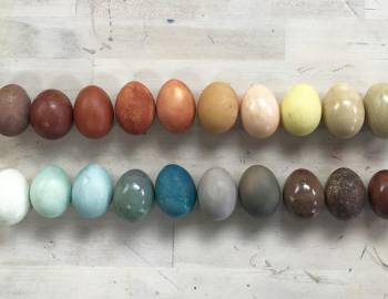 Naturally Dyed Easter Eggs: 3/27/18