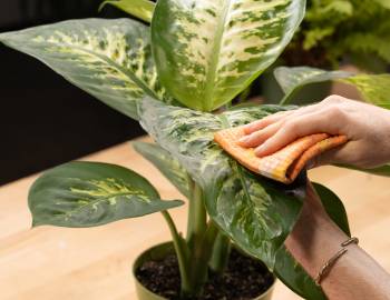 Plant Talk with The Tender Gardener: The Basics of Houseplant Care