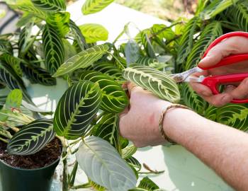 Plant Talk with the Tender Gardener: Repotting and Propagation of Houseplants