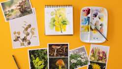 Reference images of flowers and mushrooms From Lorene Edwards Forkner's Botanical Sketching Techniques class on Creativebug