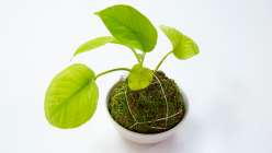A potted plant with its roots wrapped in a ball of moss made by Lorene Edwards Forkner in her Gather and Make: Four Garden Projects class on Creativebug.